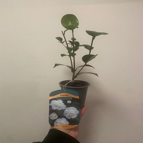 Camellia japonica 'Nobilissima' 9cm, 20-30cm height