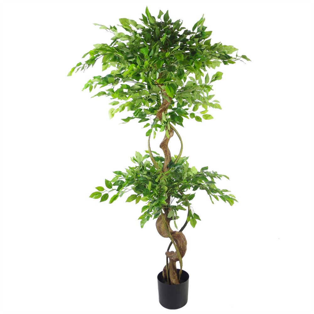 Japanese Ficus Tree w/ Twisted Trunk - 150cm - Silver Planter - Realistic & Premium Quality - Perfect for Home & Office