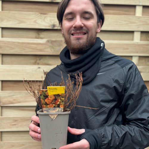 Potentilla fruticosa 'Tangerine' 1L