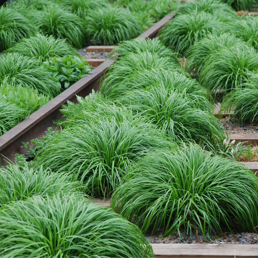 Carex oshimensis 'Irish Green' 2L