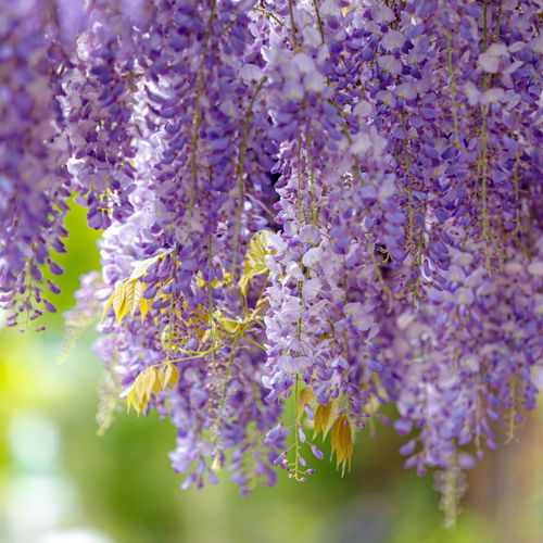 Wisteria sinensis on frame 100cm 4L