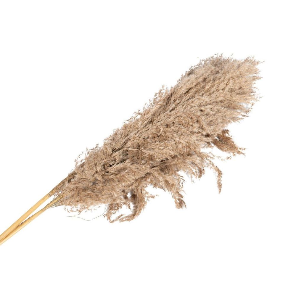 Naturally Dried Pampas Grass Stem 79cm - Pack of 3