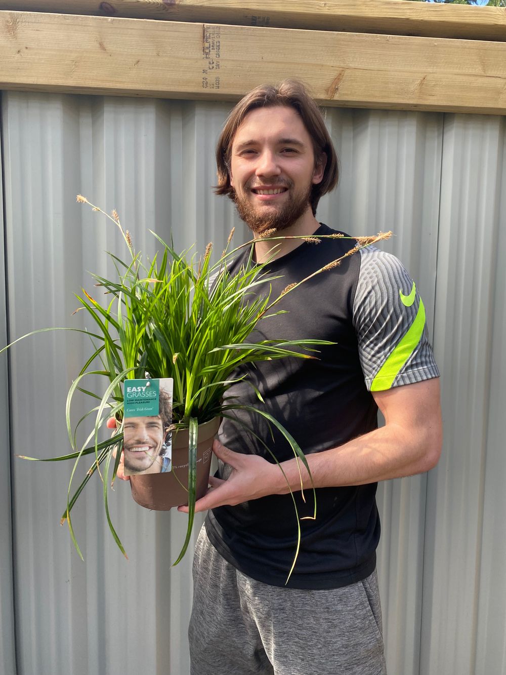 Carex oshimensis 'Irish Green' 2L