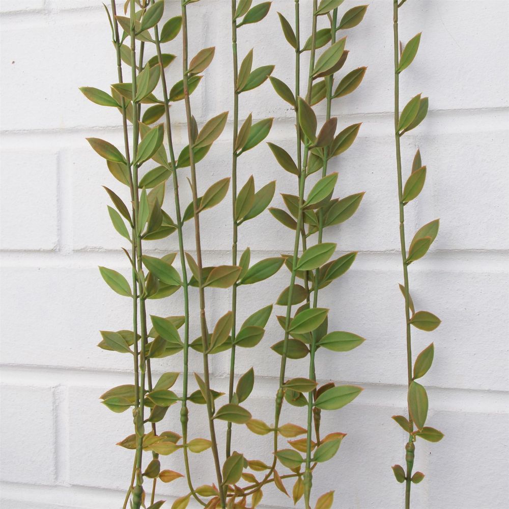 12 x 120cm Artificial Hanging String of Pearls - Pack of 12 Plants for Realistic Foliage Effect