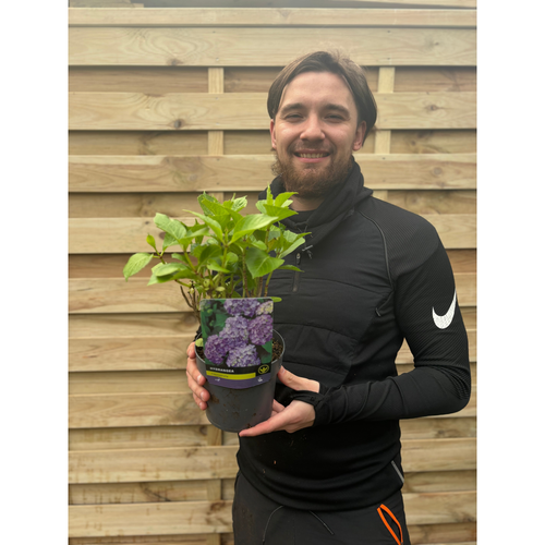 Hydrangea macrophylla 'Purple Ball' 9cm-5L