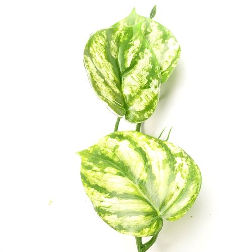 6 x 180cm Artificial Hanging Trailing Devil's Ivy Plant