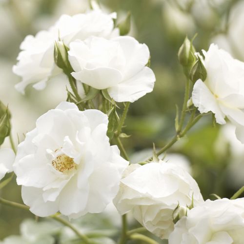 Rose Iceberg | Floribunda | 4L Potted Rose