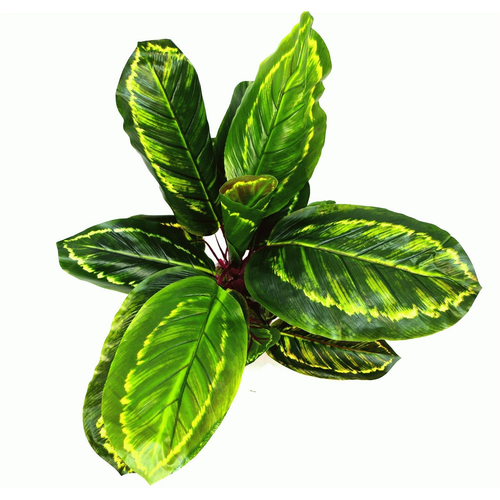 Artificial Medium 50cm Calathea Veitchiane Plant