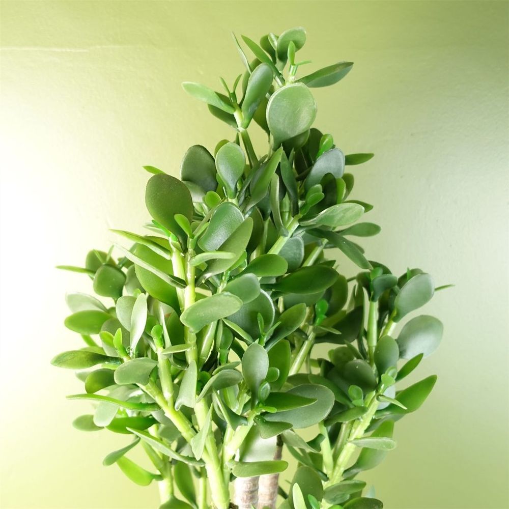 Deluxe 75cm Green Jade Plant: Exquisite, Realistic, Elegant, Sophisticated, Perfect for Any Space.
