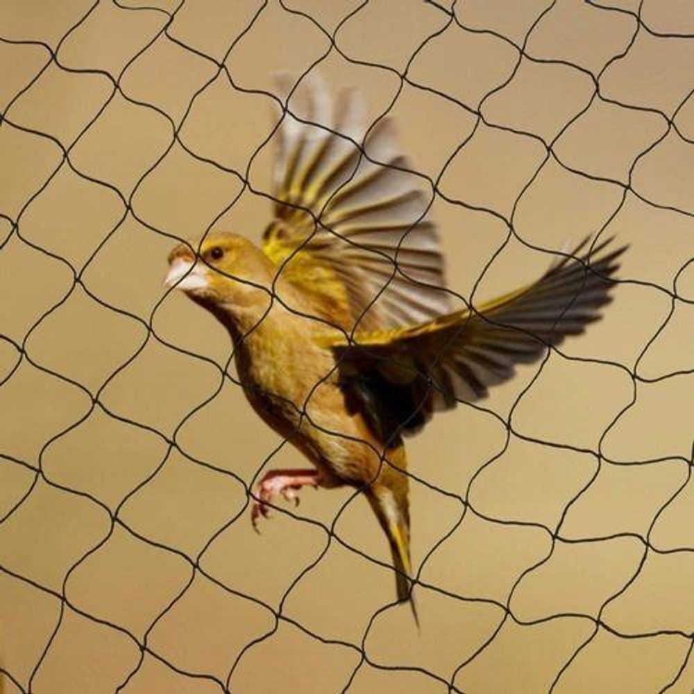 Anti Bird Garden Netting 2M X 10M - Plant Veg Crops Fruit Fine Mesh - Pond Net - Protects Plants from Birds - High Quality