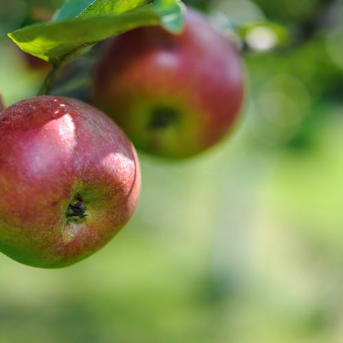 Cox's Orange Pippin Dwarf/Patio Apple Tree  1m