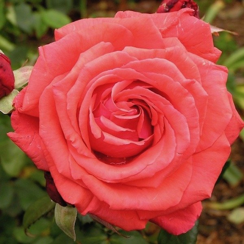 Fragrant Cloud Hybrid Tea Rose