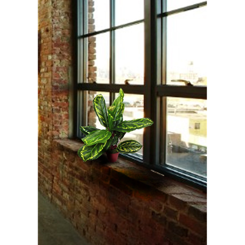 Artificial Medium 50cm Calathea Veitchiane Plant