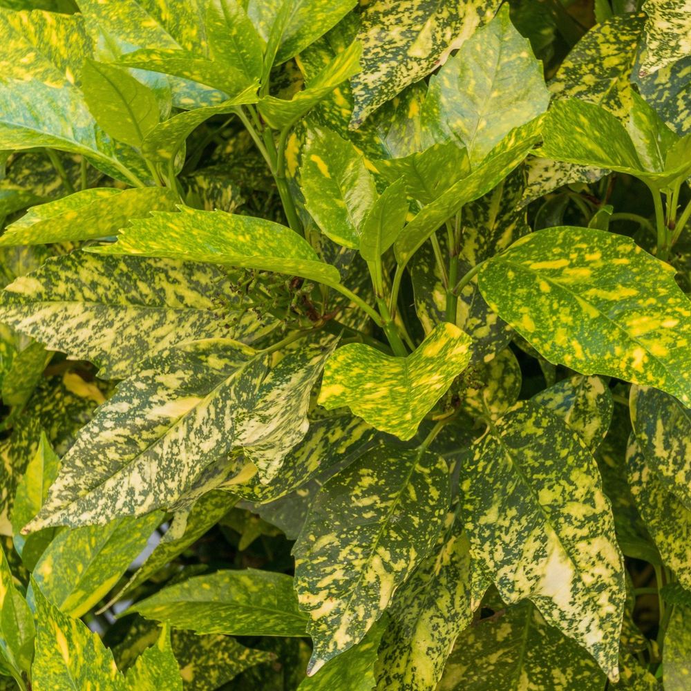 Aucuba Spotted Laurel 60-70cm