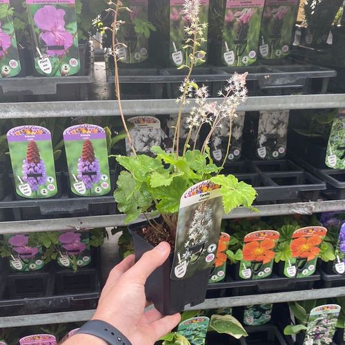 Tiarella wherryi 9cm