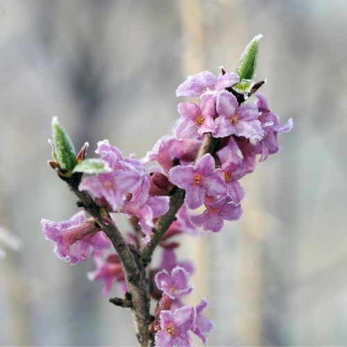 Daphne mezereum Rubra (60-70cm)