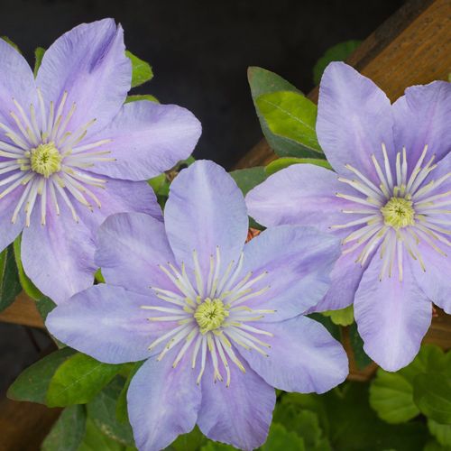 Clematis Hybrid 'Justa'