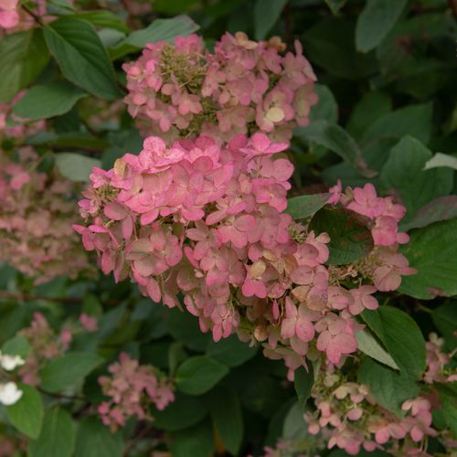 Hydrangea paniculata 'Pink Diamonds' 1/2L