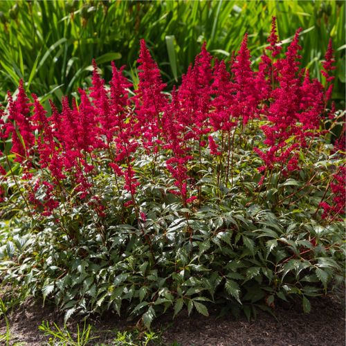 Astilbe arendsii Red 2L