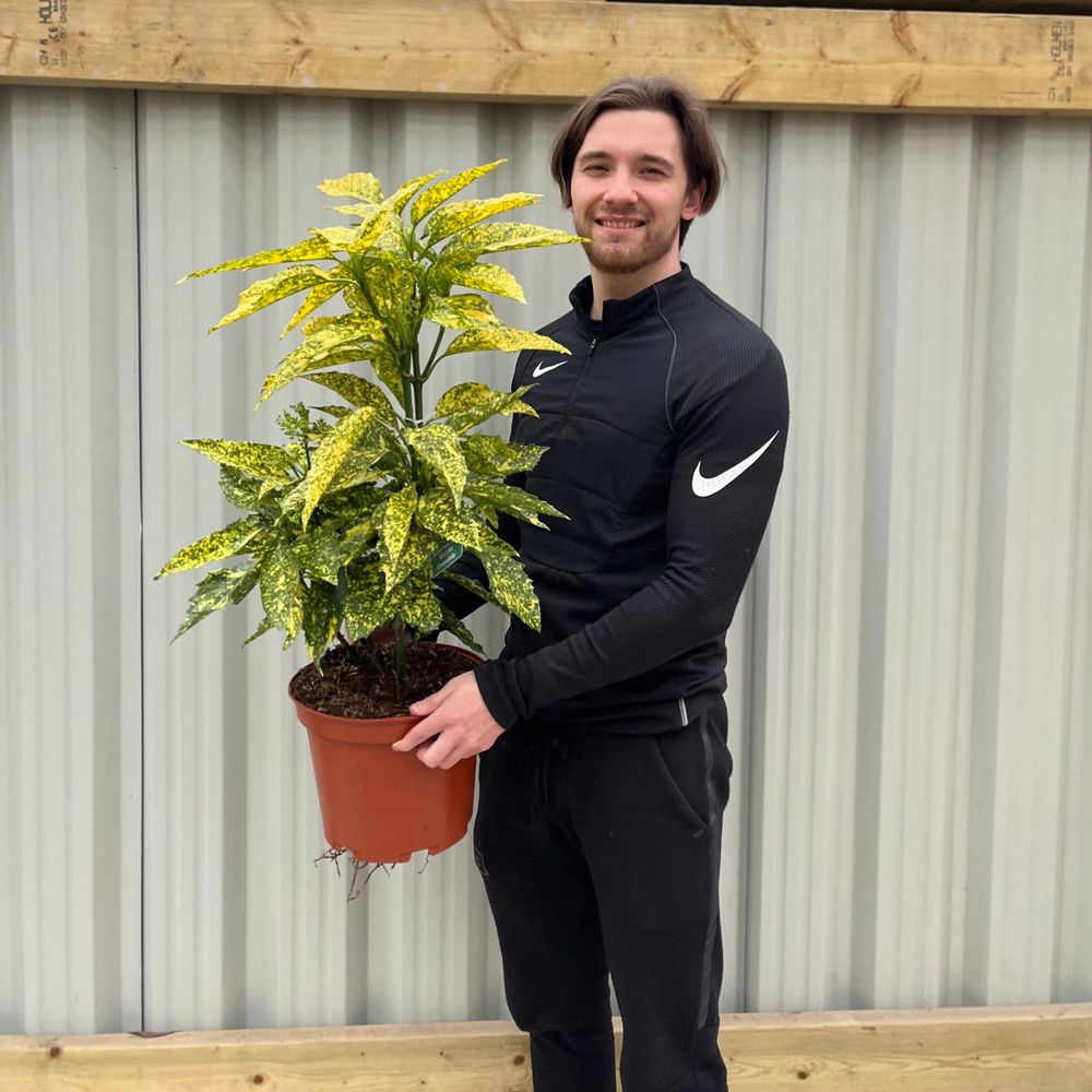 Aucuba Spotted Laurel 60-70cm