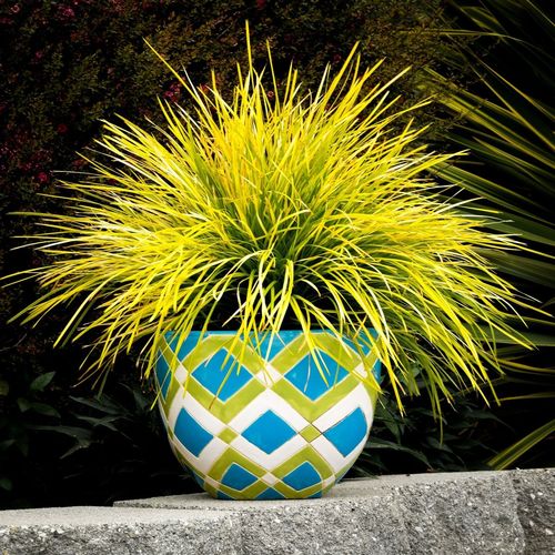 Lomandra longifolia 'Miner's Gold' 9cm