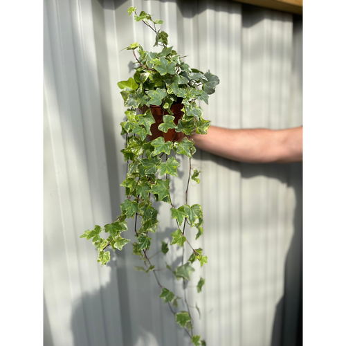 Hedera Helix - Trailing Variegated Ivy (9cm/14cm Pots)