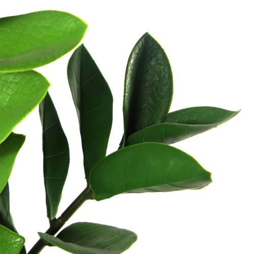 75cm Artificial Zanzibar Green Gem Zamioculcas Succulent Indoor Plant