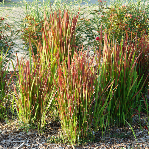Imperata cylindrica Red Baron (Japanese Blood Grass) 9cm/2L/3L7.5L