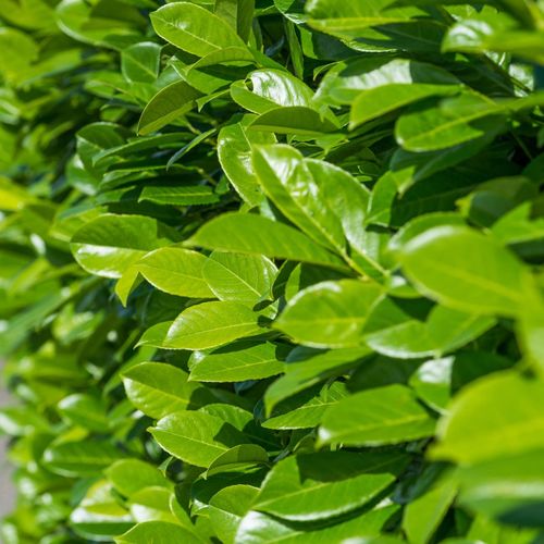1ft (20-30cm) Potted Cherry Laurel Hedge Plants