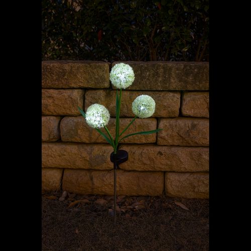 Solar Allium Bloom