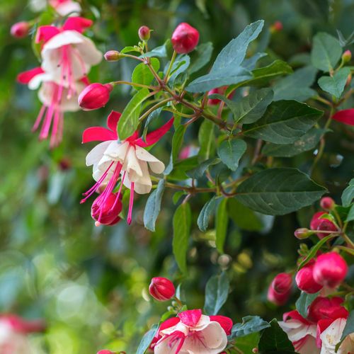 Hardy Fuchsia 'Alice Hoffman' 2L