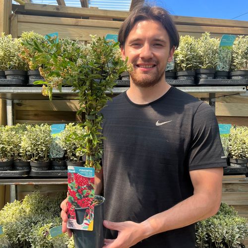 Pyracantha coccinea 'Red Column' 1L
