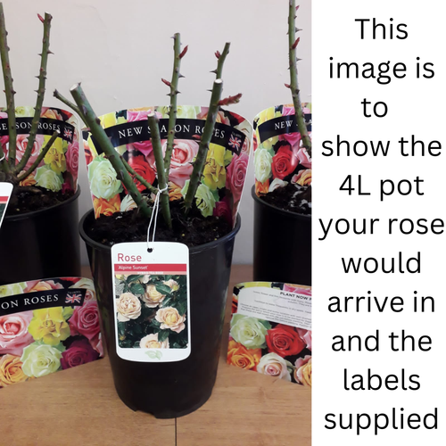 Rose Ruby Wedding | Hybrid Tea Rose | 4L Potted Rose