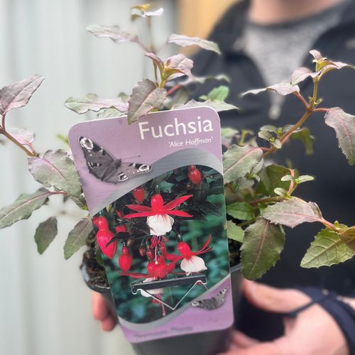 Hardy Fuchsia 'Alice Hoffman' 2L