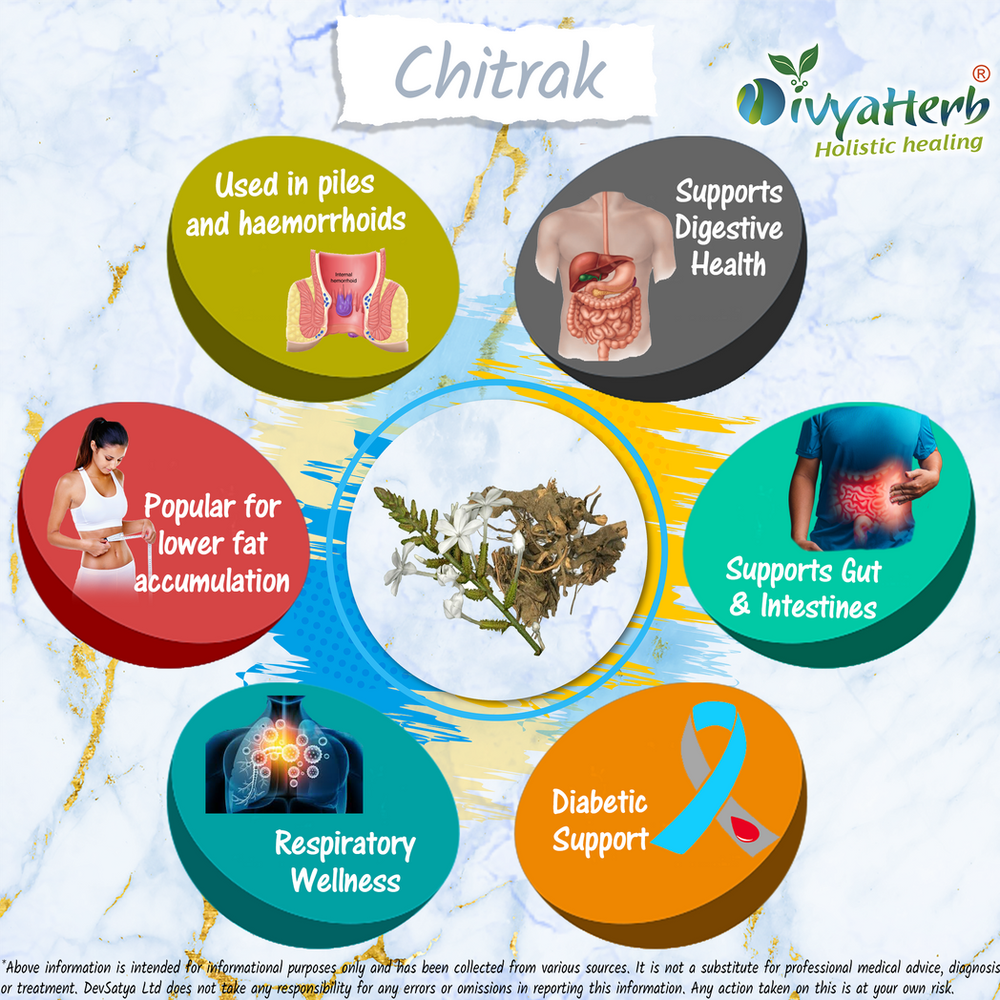 Premium Chitrak Powder – Health Benefits from Plumbago zeylanica