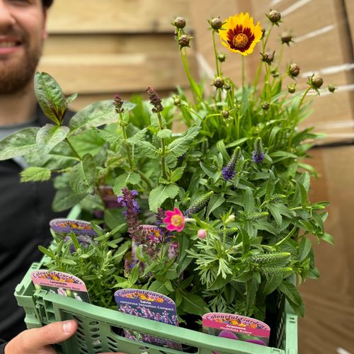 Mystery Box £45 Worth Of Plants
