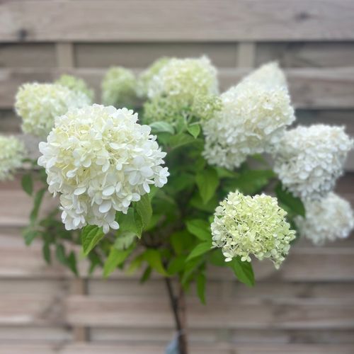 Patio Hydrangea paniculata 'LimeLight’ Tree
