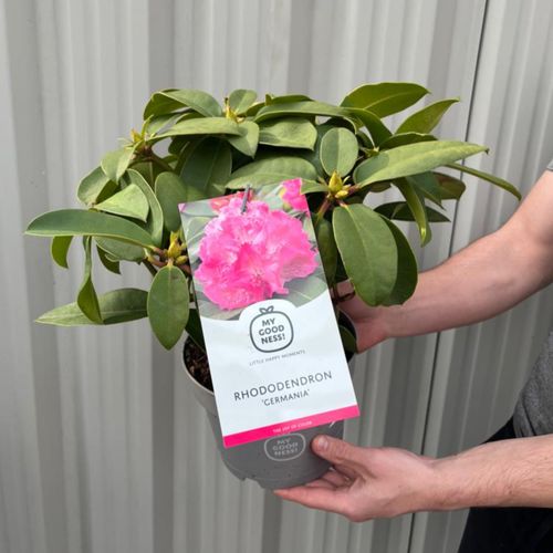 Rhododendron 'Germania' 2L /5L