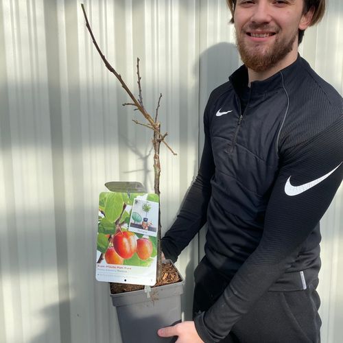 Victoria Plum Tree 2L / 4L