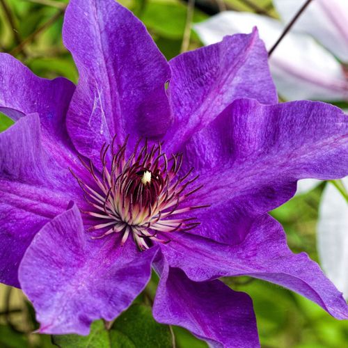 Clematis 'The President' 50cm