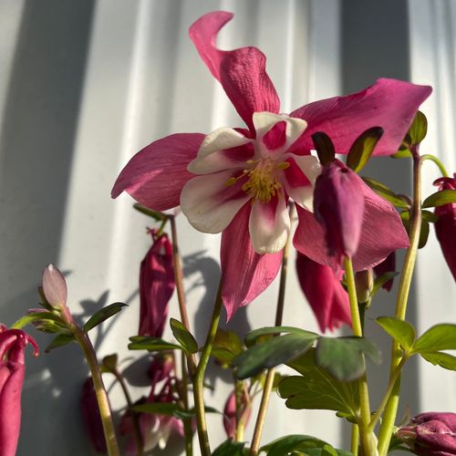 Aquilegia 'Rose and Ivory ' 9cm