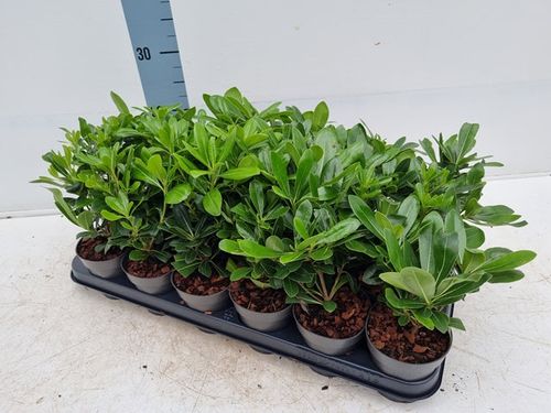 Pittosporum tobira 'Nanum' 9cm