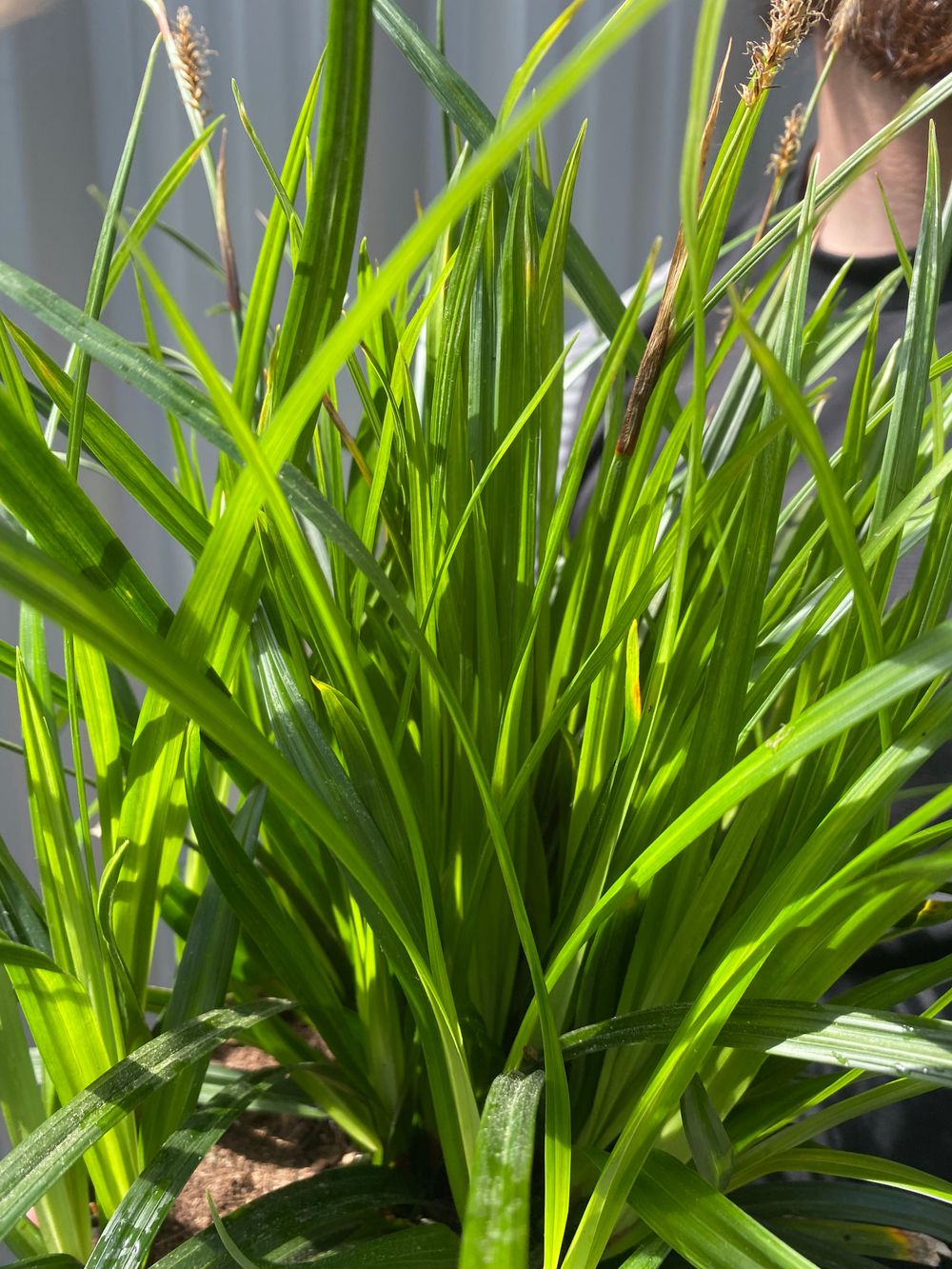 Carex oshimensis 'Irish Green' 2L