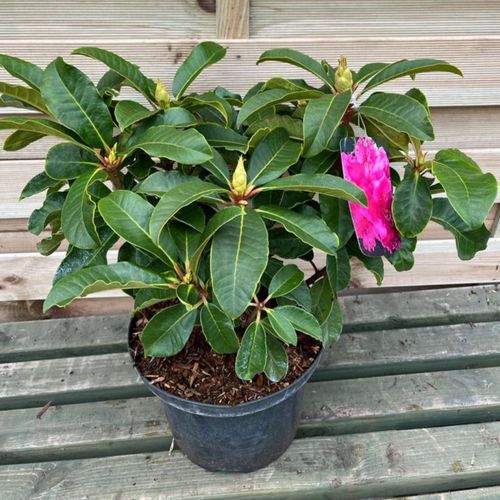 Rhodondron hybride 'Maxi Rose' 5L
