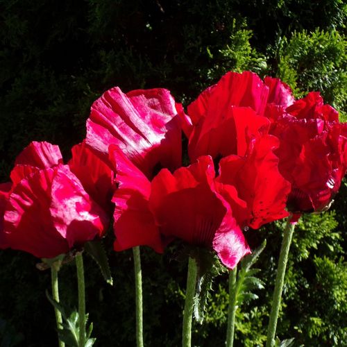 Poppy Oriental 9cm