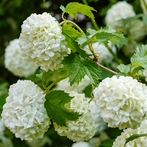 Viburnum opulus 'Roseum' (Snowball) 2L