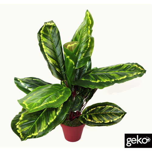 Artificial Medium 50cm Calathea Veitchiane Plant