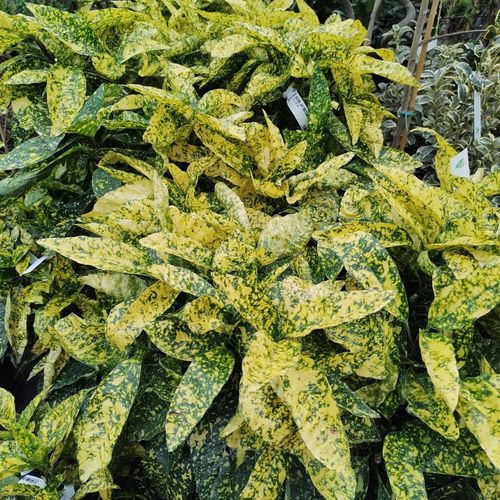 Aucuba 'Golden Girl' 9cm