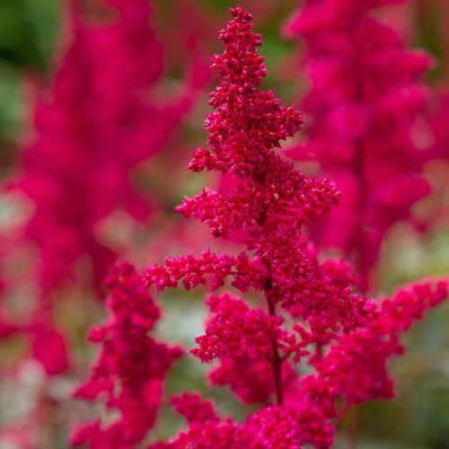 Astilbe arendsii Red 2L
