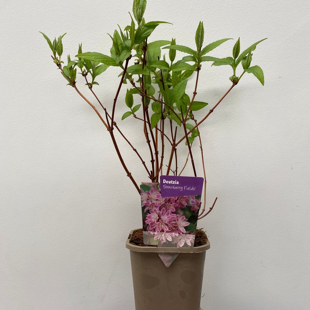 Deutzia x hybrid 'Strawberry Fields' 1L